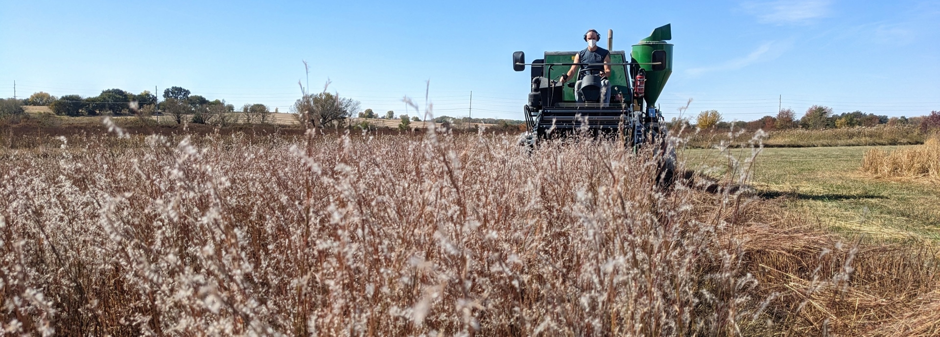 Schizachyrium scoparium (little bluestem) header image