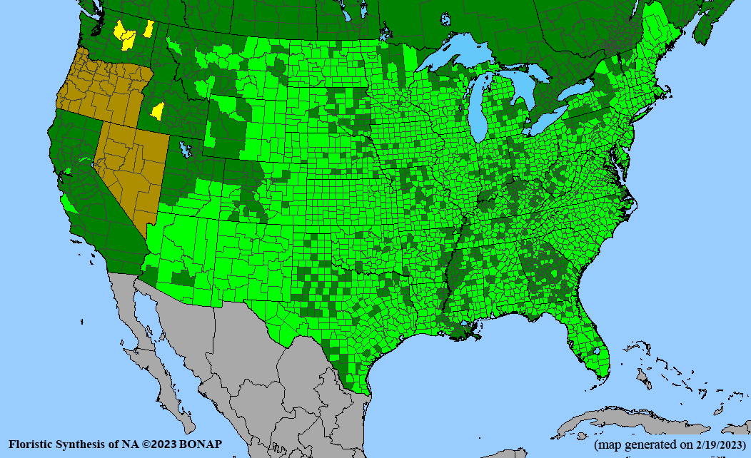 little bluestem (Schizachyrium scoparium) BONAP map