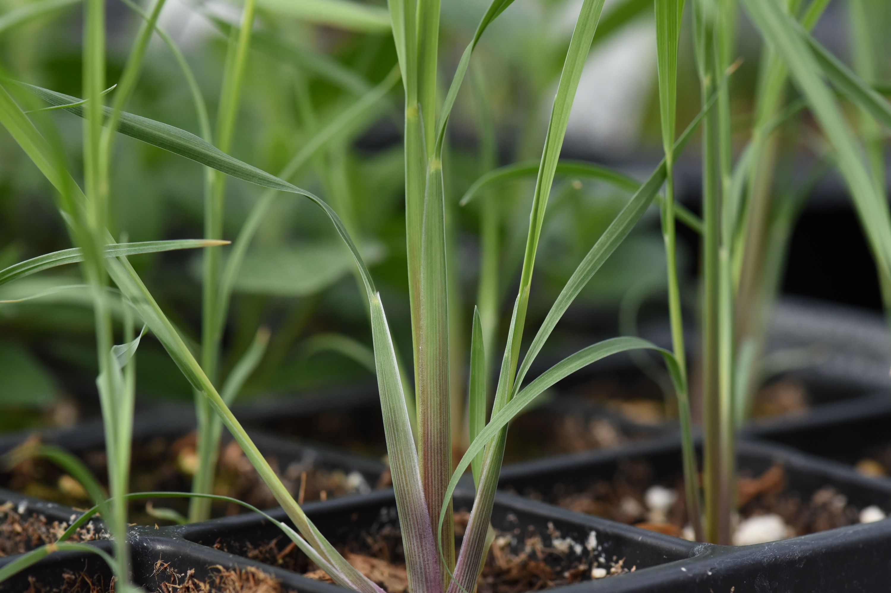 little bluestem (Schizachyrium scoparium) seedling