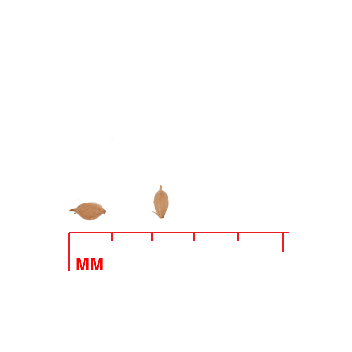 Scirpus cyperinus (woolgrass) seed