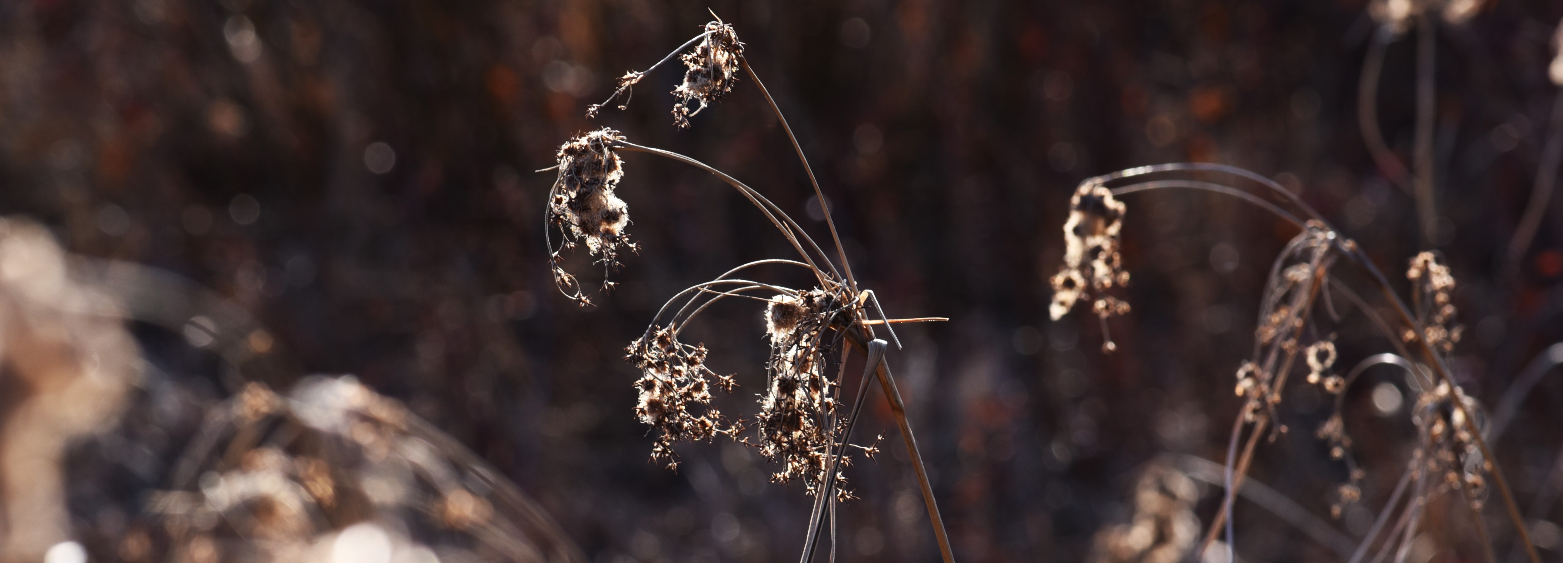 Scirpus cyperinus (woolgrass) header image