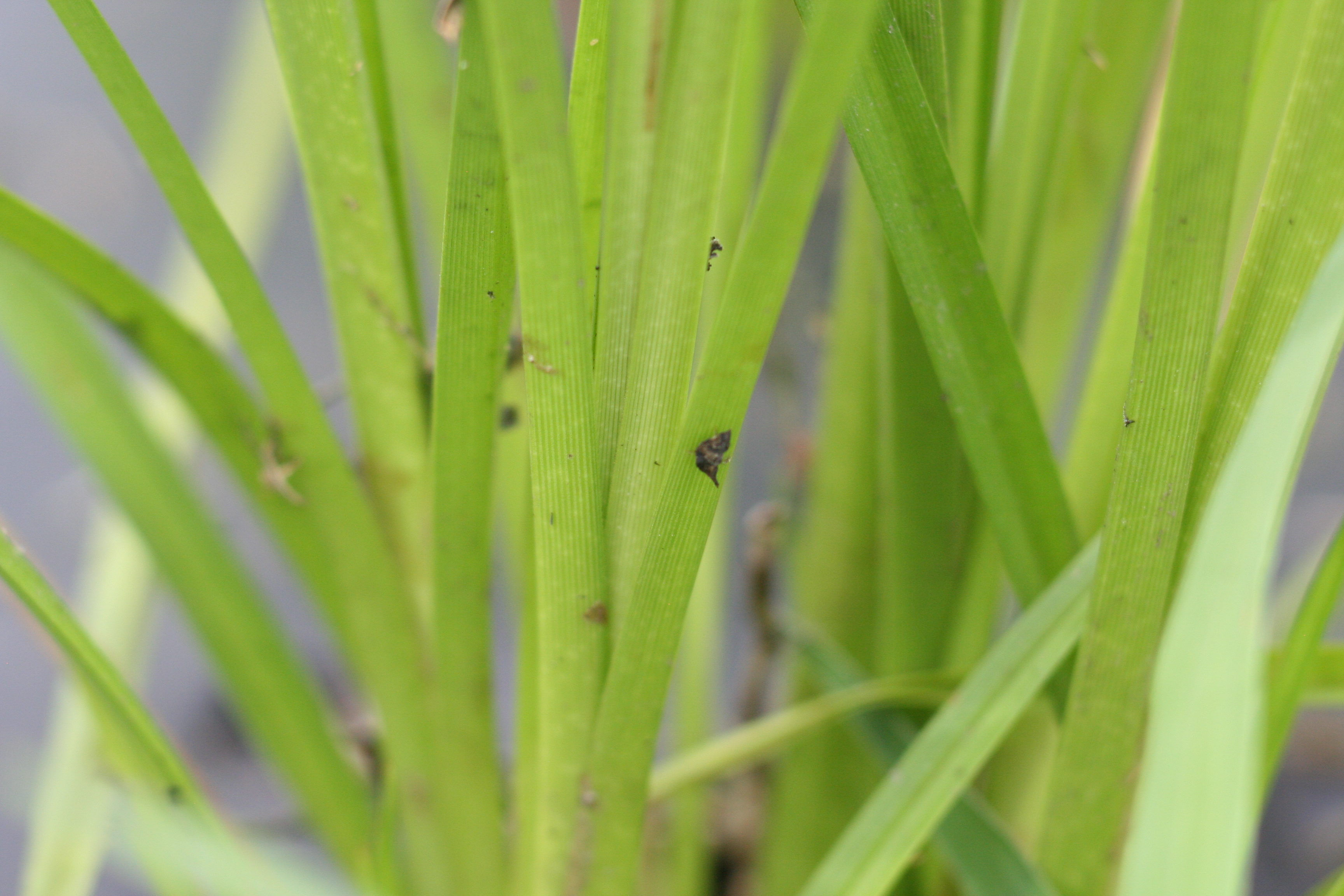 Scirpus cyperinus (woolgrass) leaves