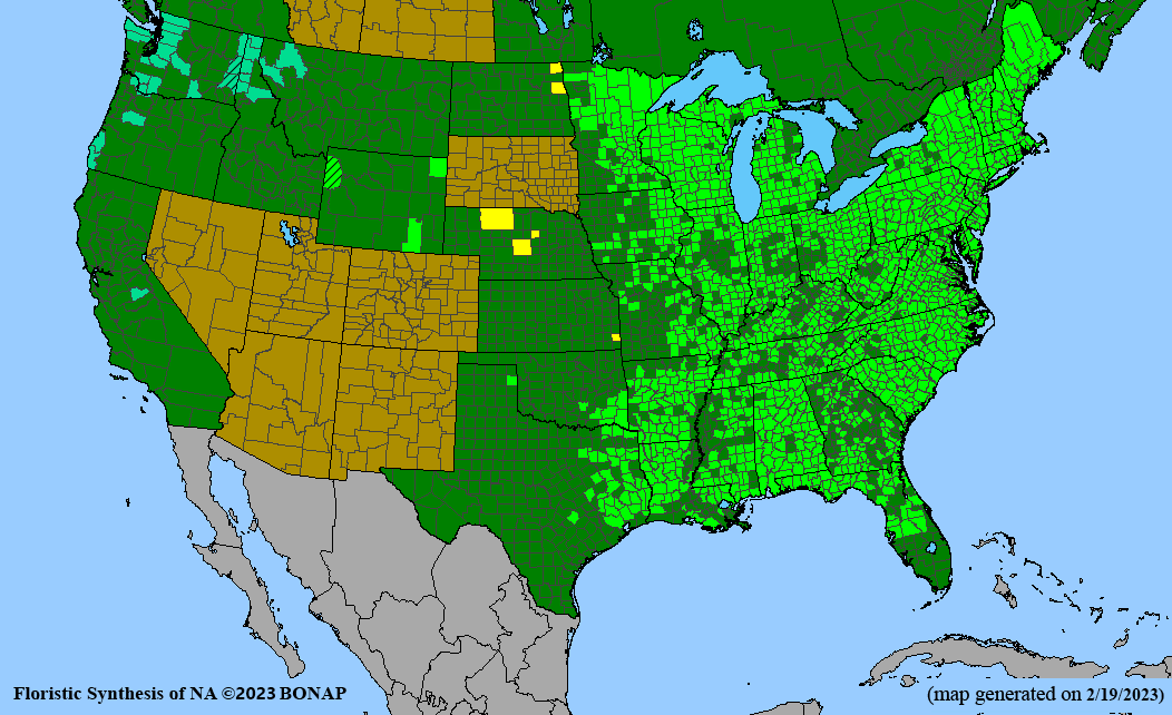 Scirpus cyperinus (woolgrass) BONAP map