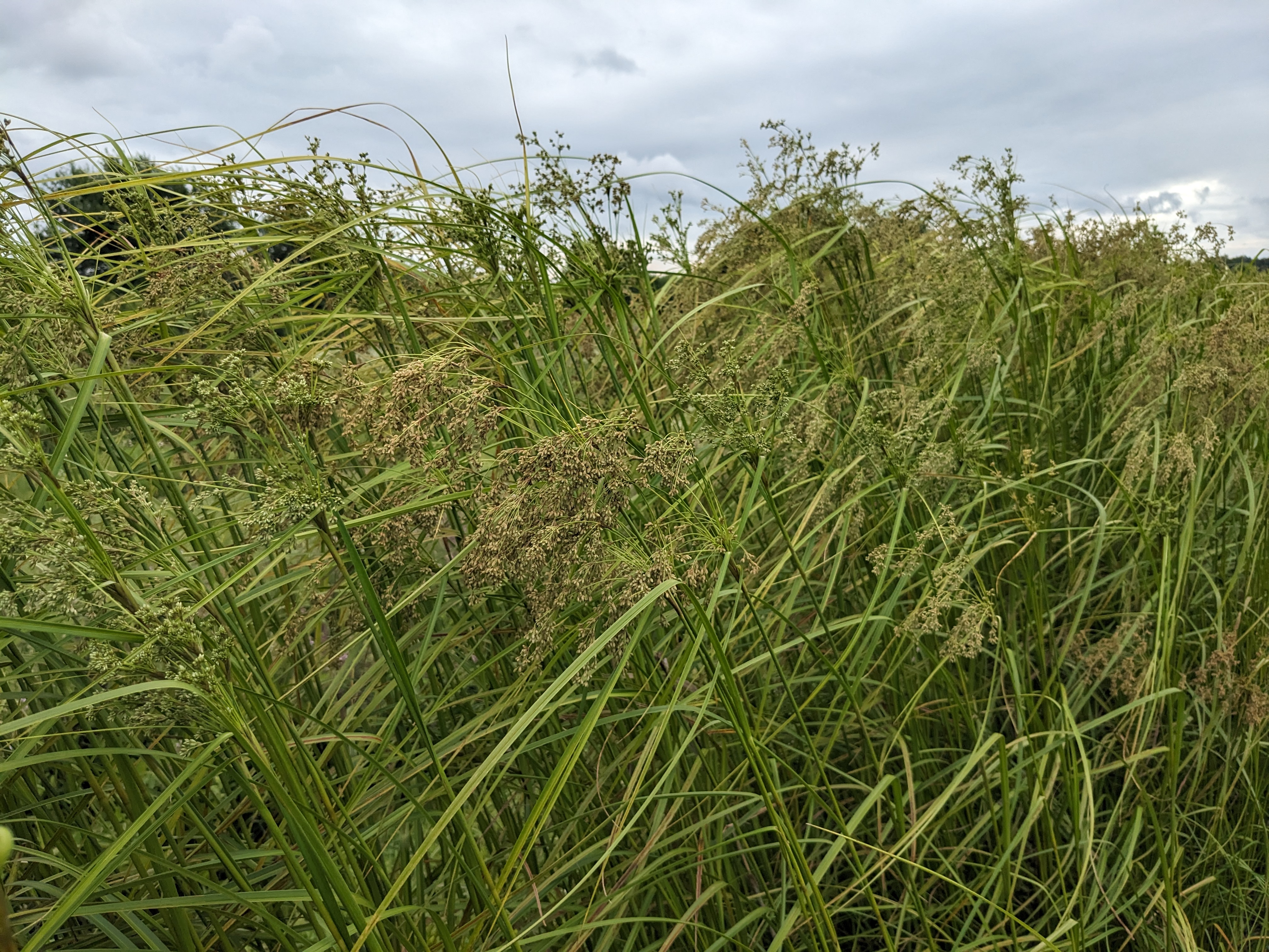 Scirpus cyperinus (woolgrass) in plot
