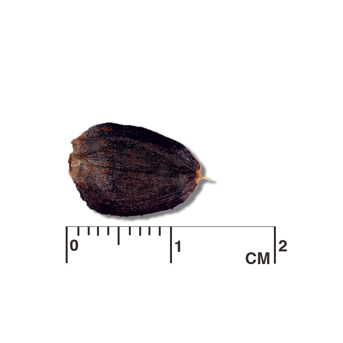 Silphium laciniatum (compass plant) seed