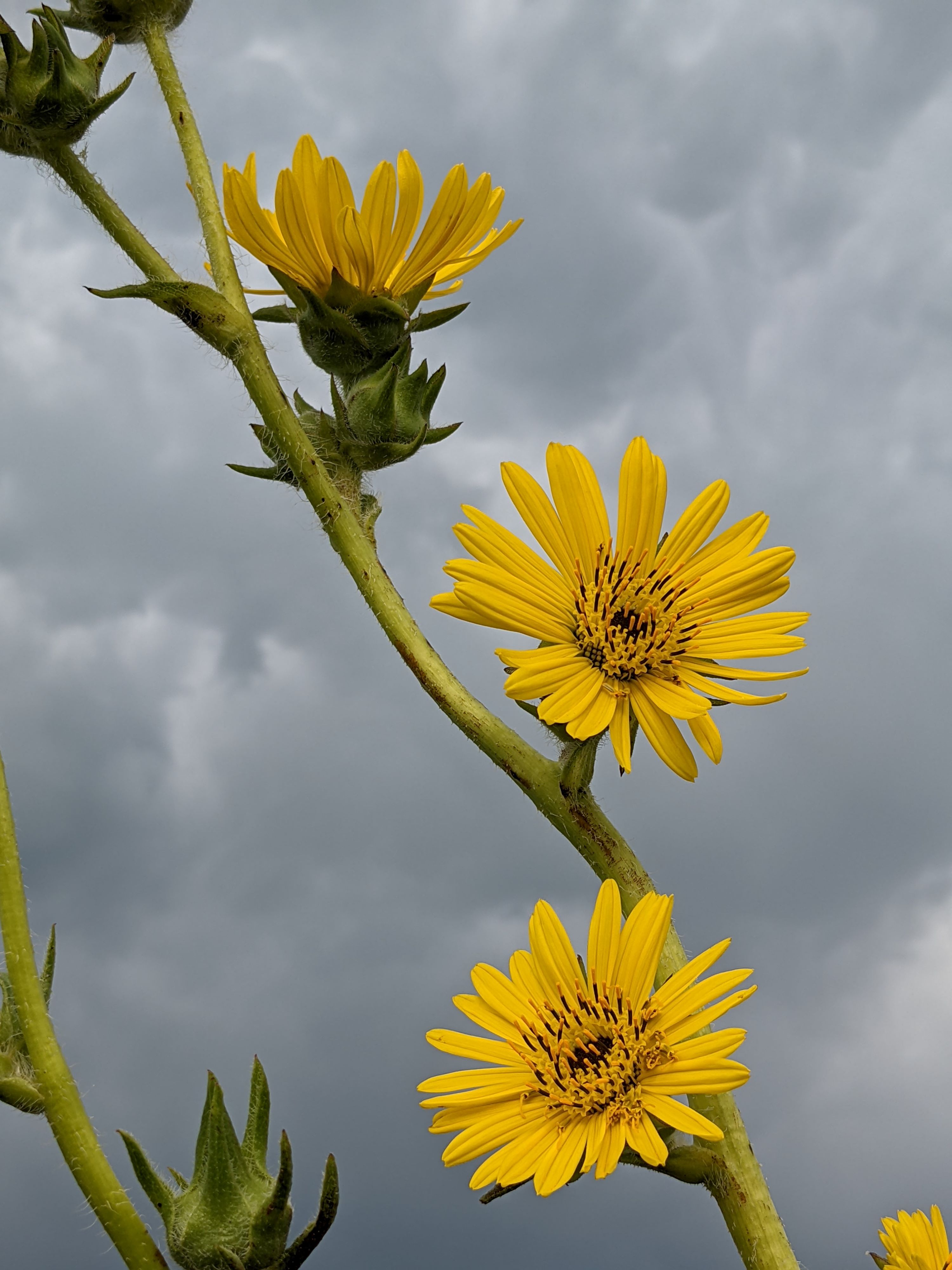 Silphium laciniatum (compass plant) flowers