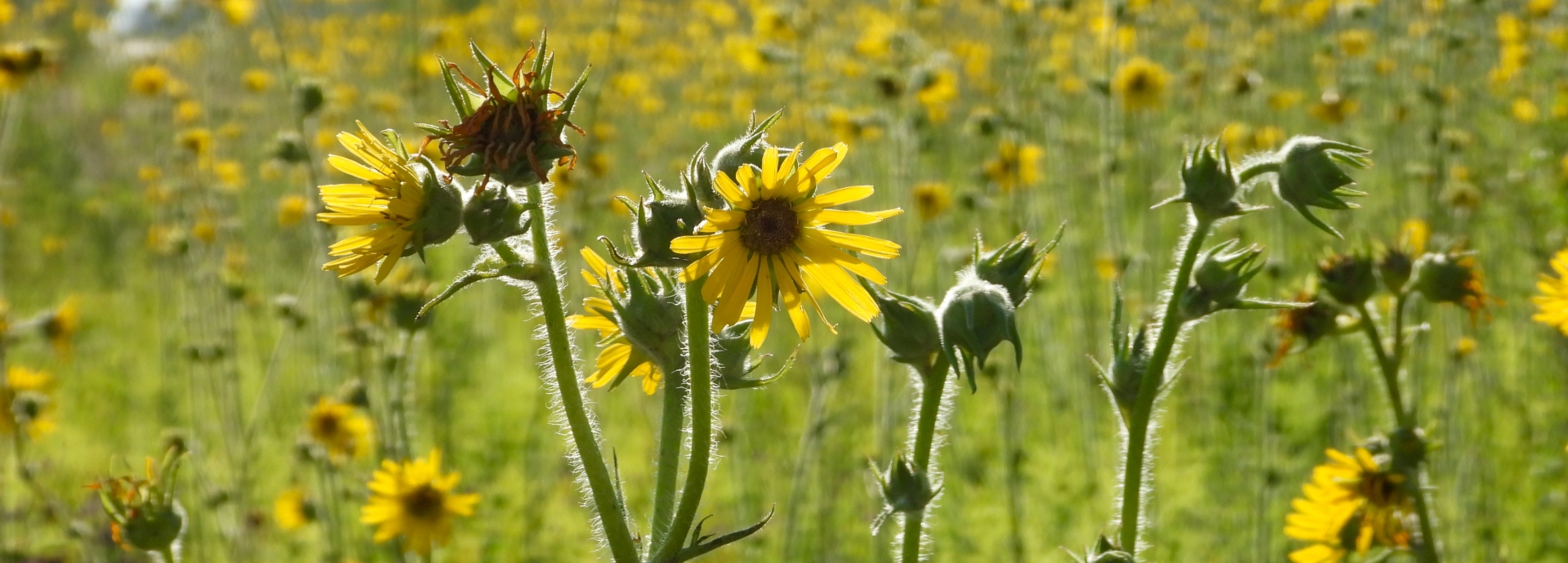 Silphium laciniatum (compass plant) header image