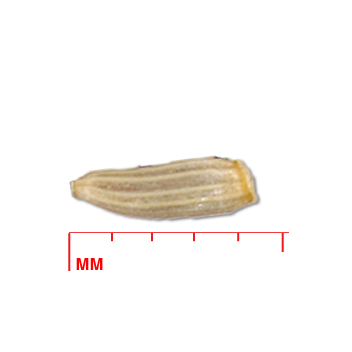 Solidago speciosa (showy goldenrod) seed