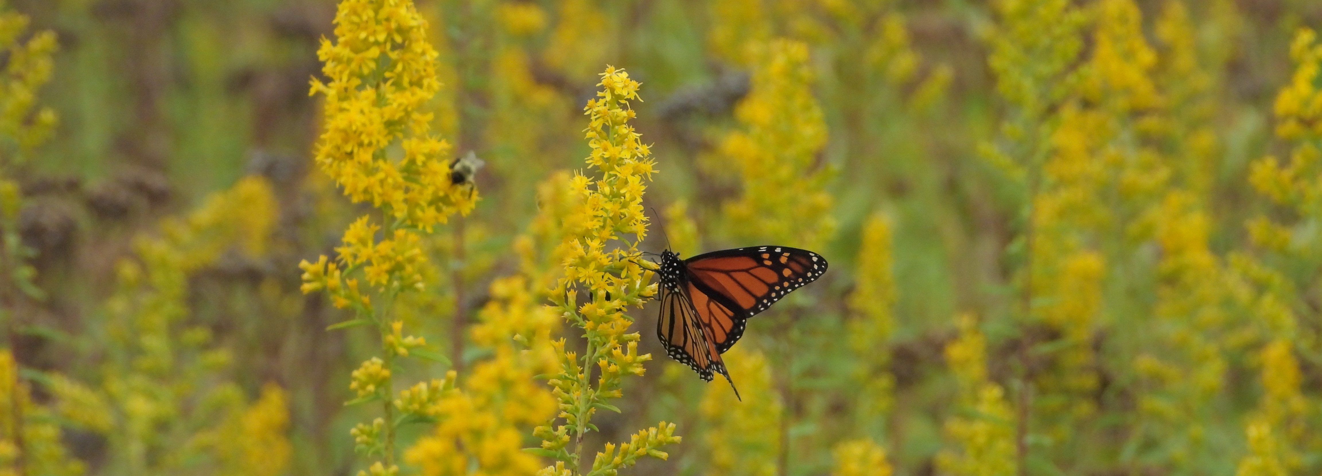 Solidago speciosa (showy goldenrod) header image