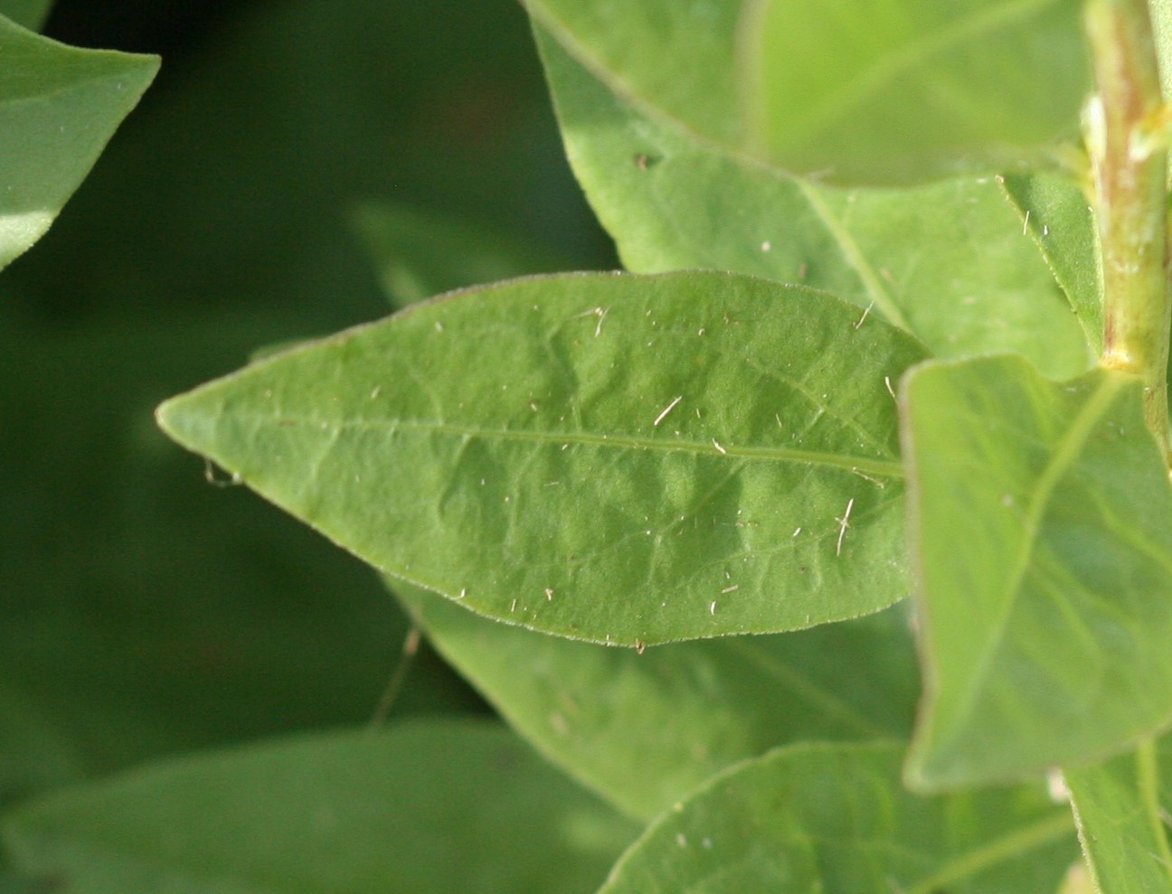 Solidago speciosa (showy goldenrod) leaf