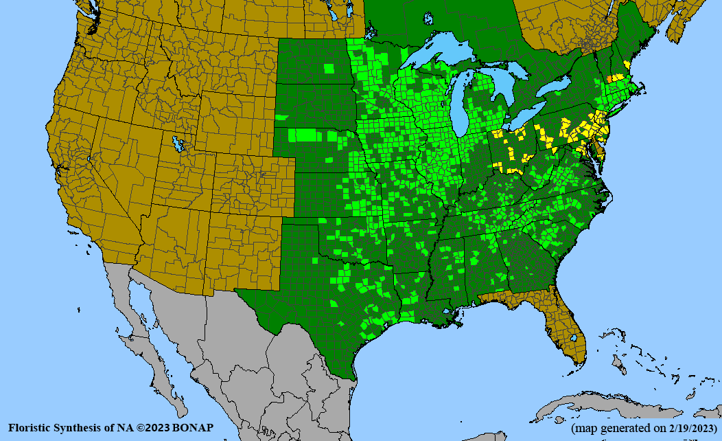 Solidago speciosa (showy goldenrod) BONAP map