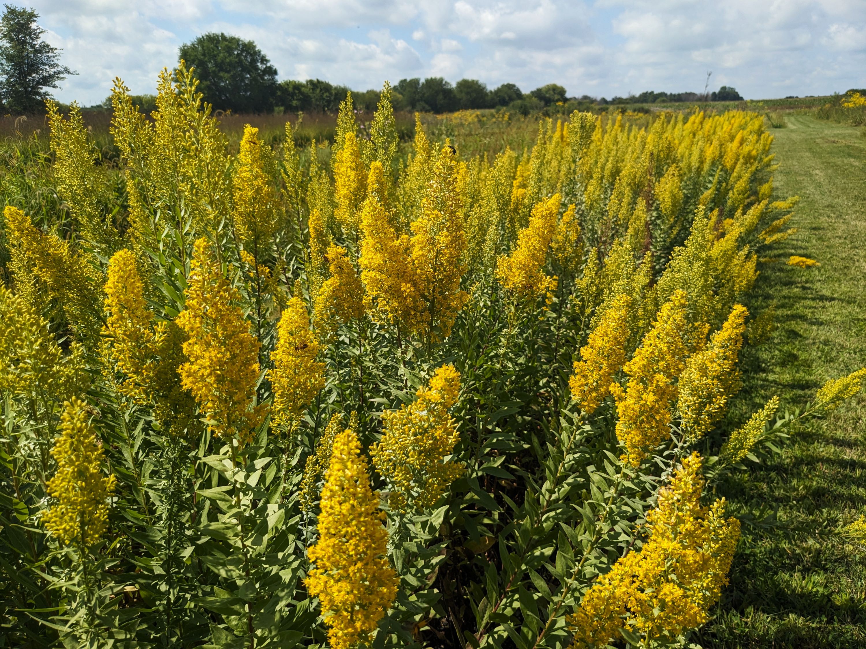Solidago speciosa (showy goldenrod) in plot