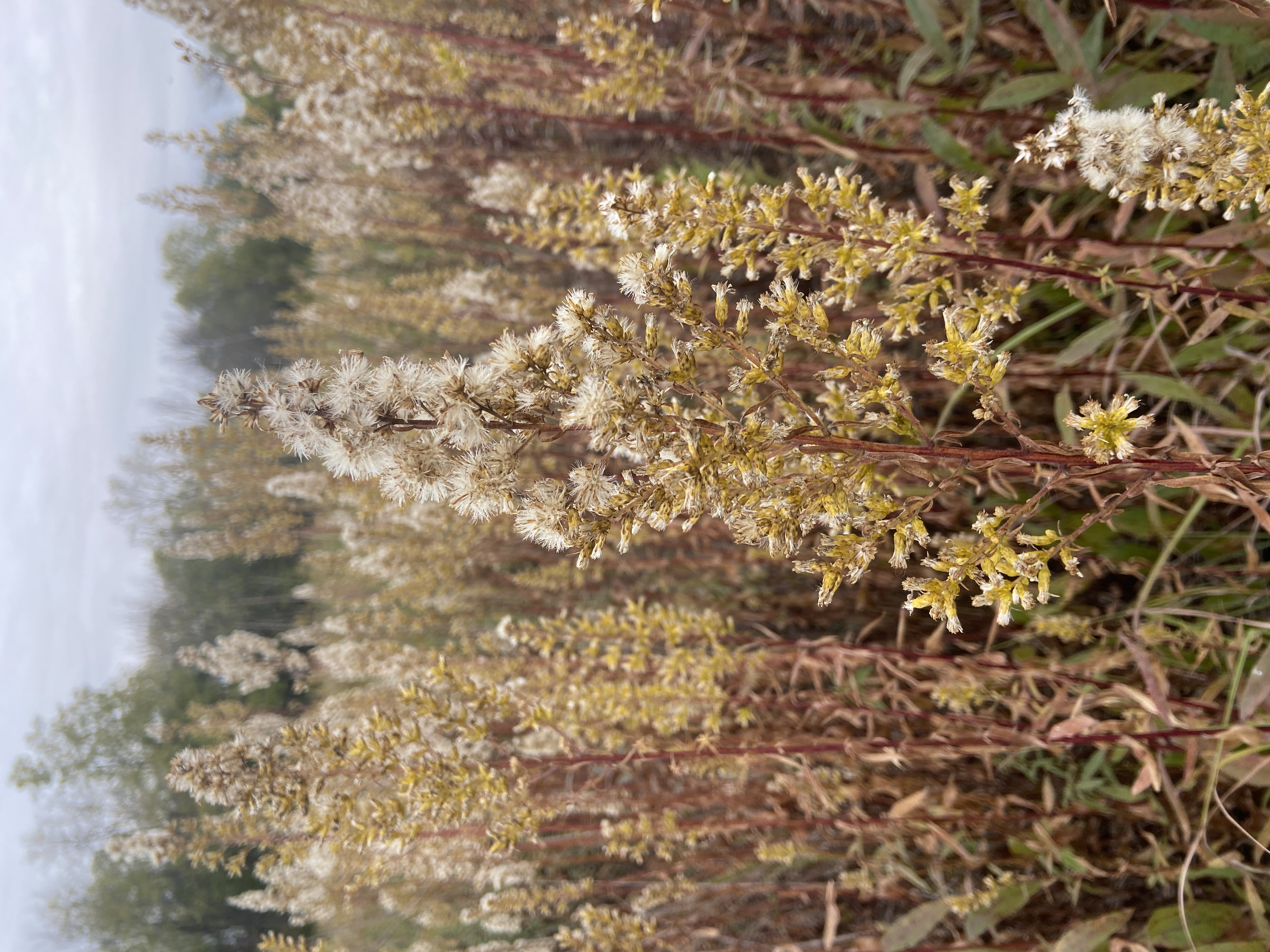 Solidago speciosa (showy goldenrod) seedheads