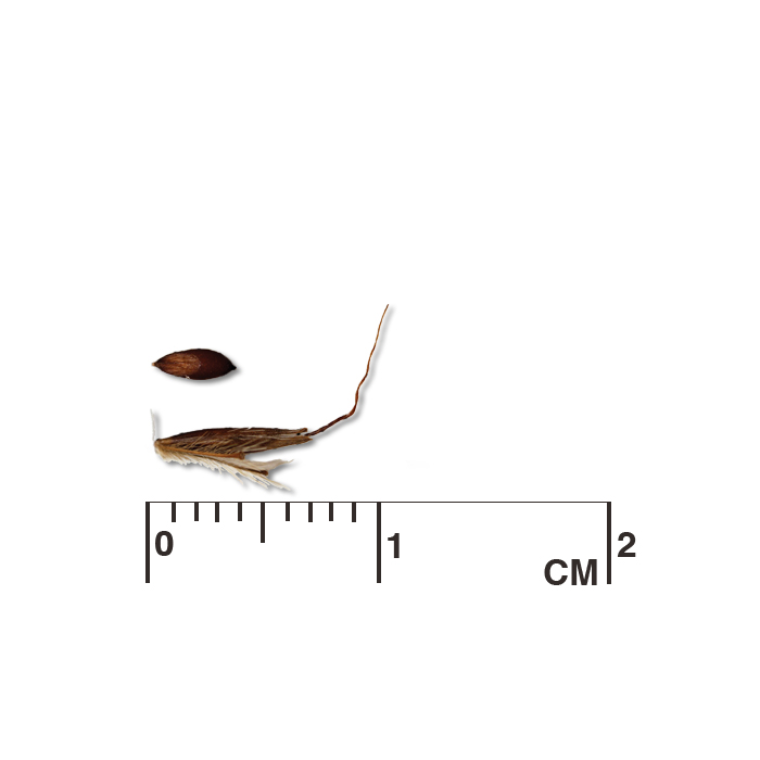 Sorghastrum nutans (Indiangrass) seed