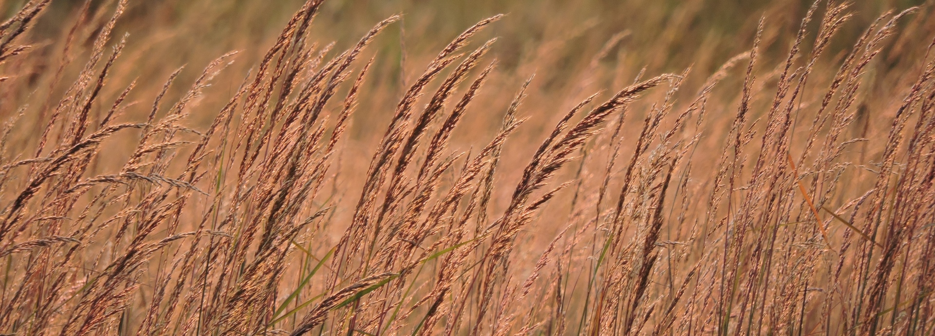 Sorghastrum nutans (Indiangrass) header image