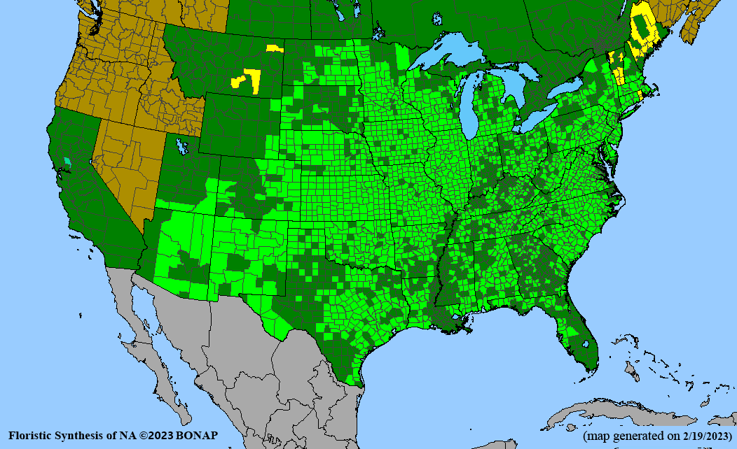 Sorghastrum nutans (Indiangrass) BONAP map