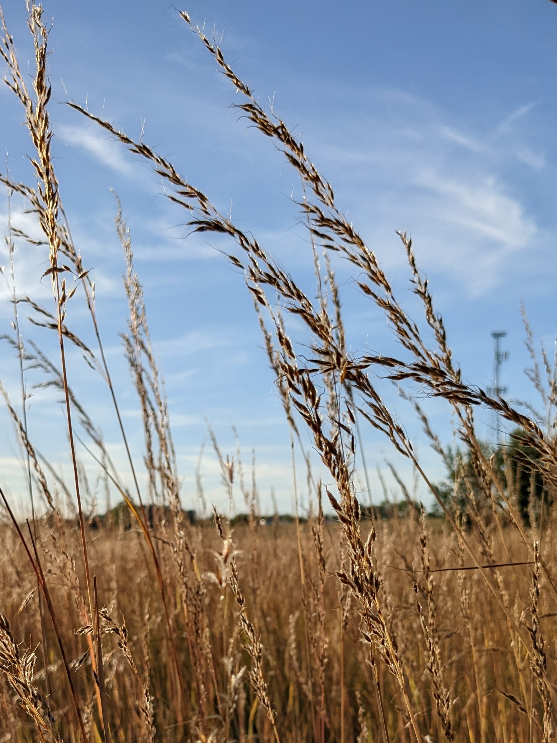 Sorghastrum nutans (Indiangrass) seedhead