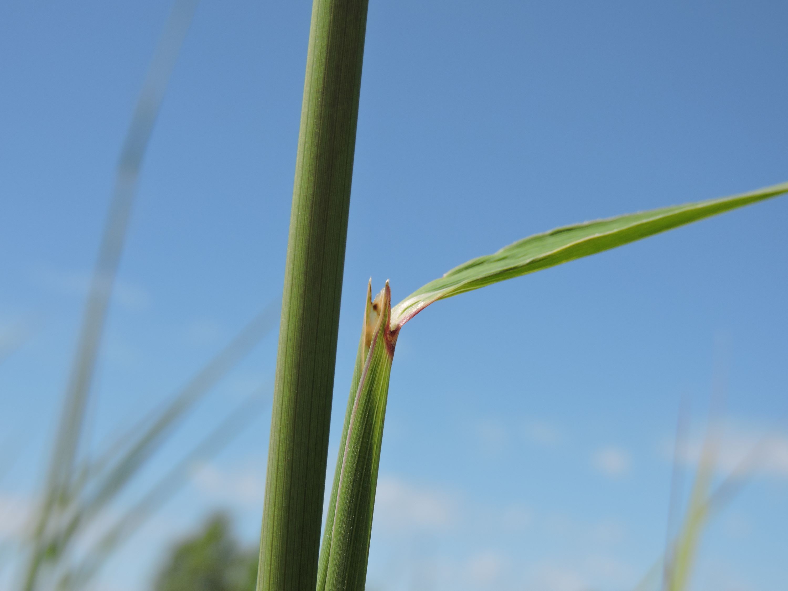 Sorghastrum nutans (Indiangrass) sheath and blade