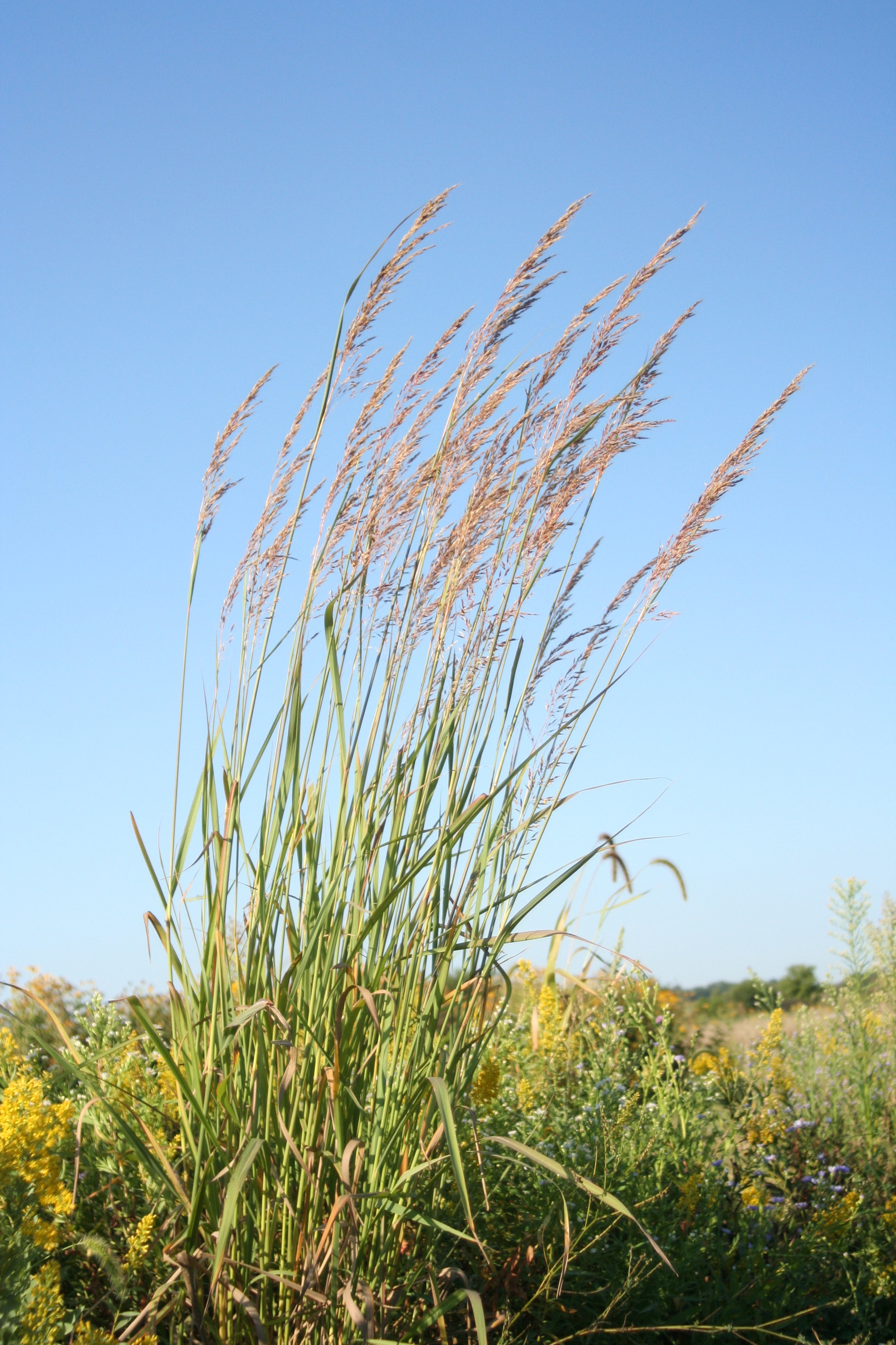 Sorghastrum nutans (Indiangrass) whole plant