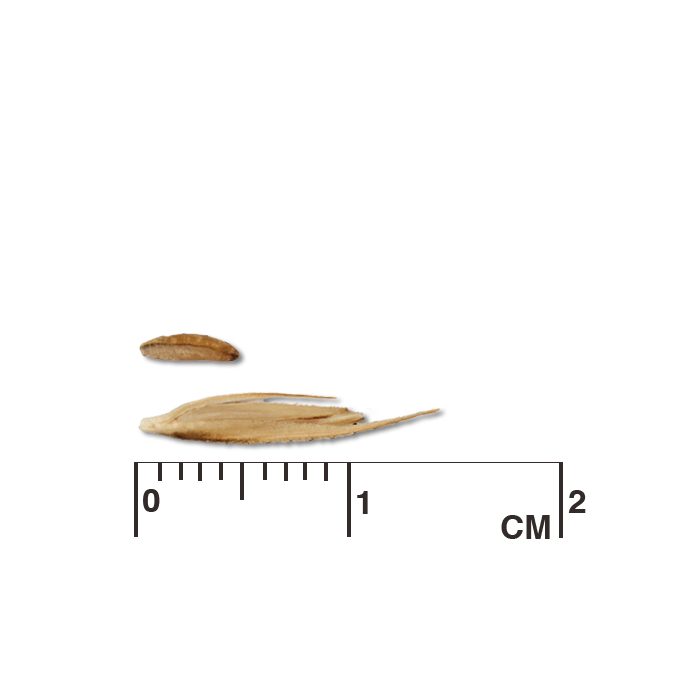 Spartina pectinata (prairie cordgrass) seed