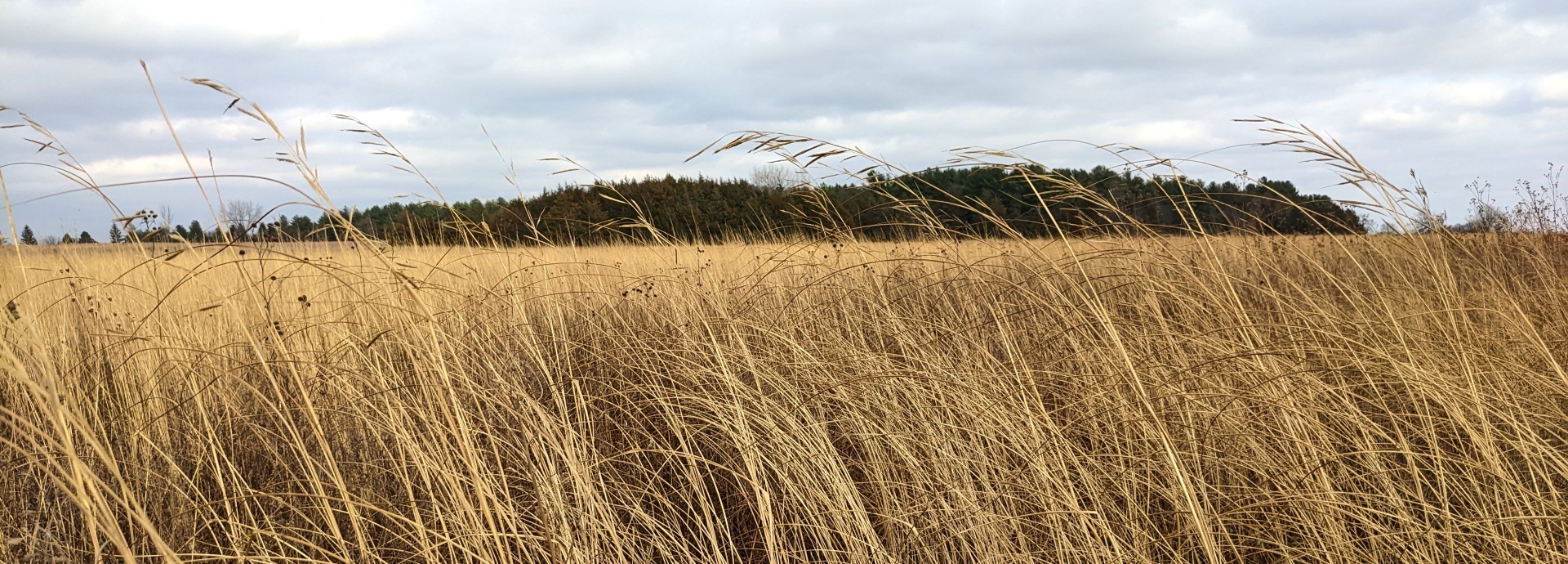 Spartina pectinata (prairie cordgrass) header image