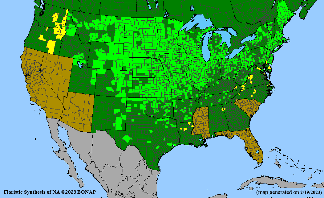 Spartina pectinata (prairie cordgrass) BONAP map