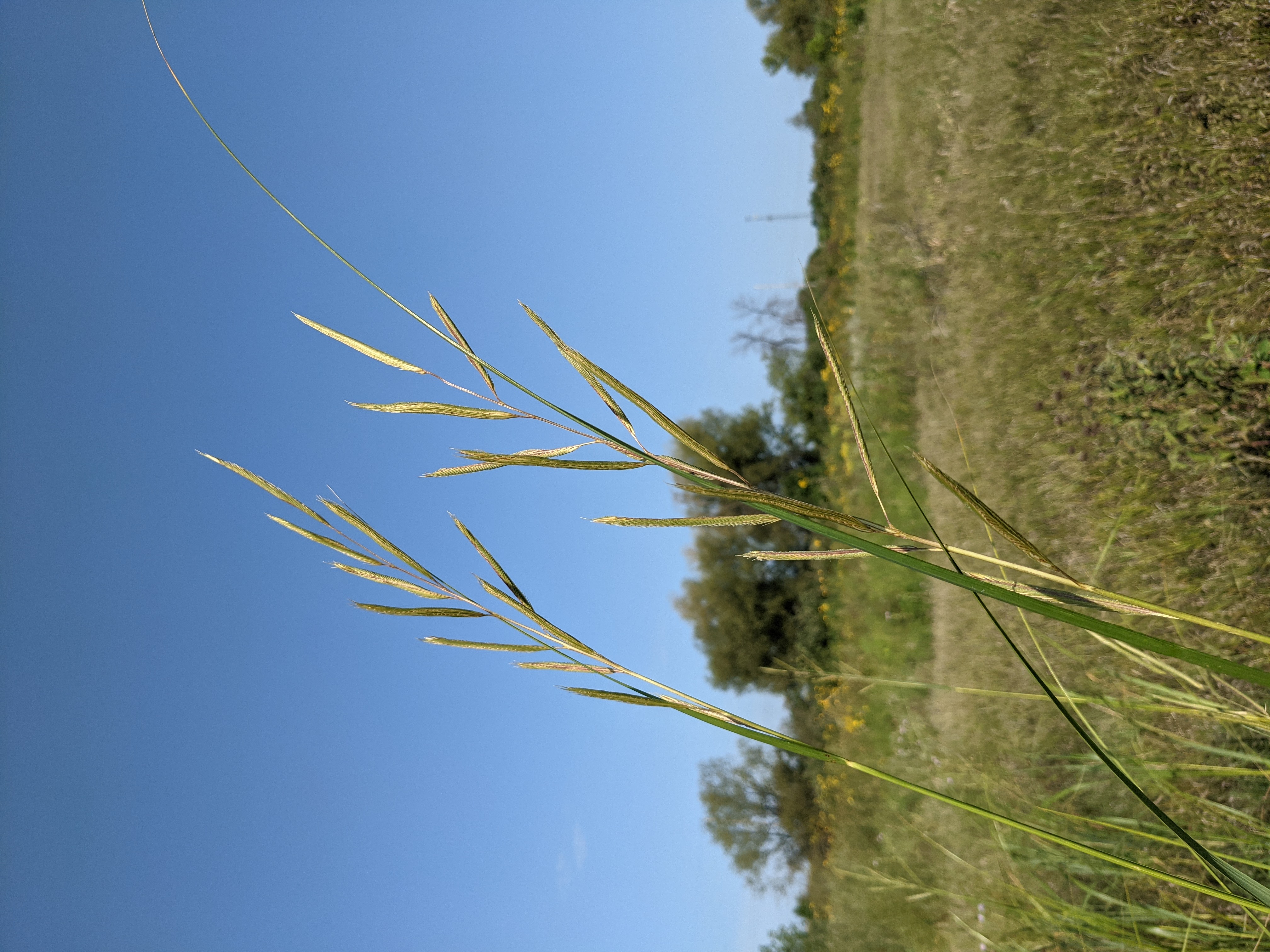 Spartina pectinata (prairie cordgrass) seedhead
