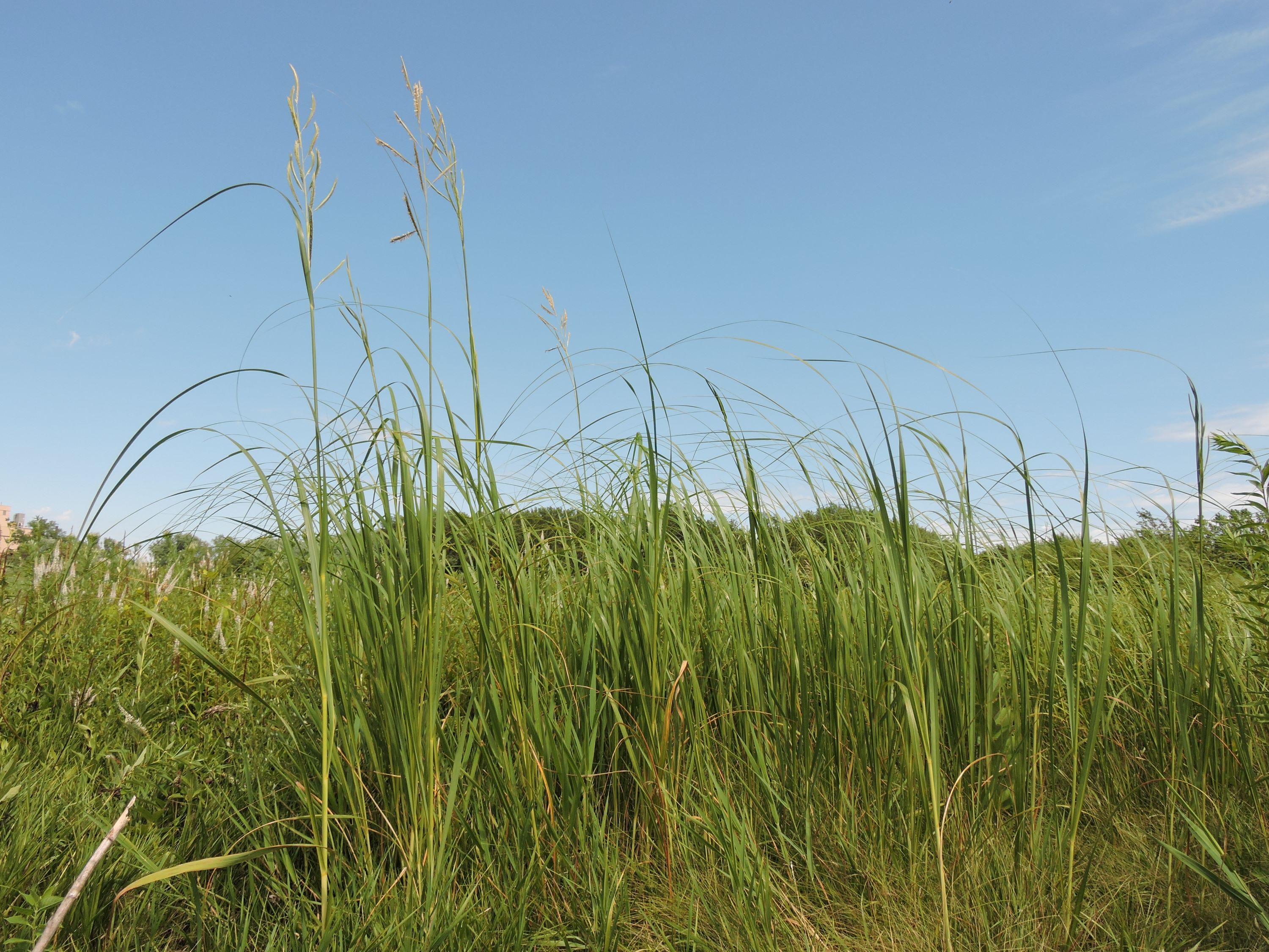 Spartina pectinata (prairie cordgrass) whole plant