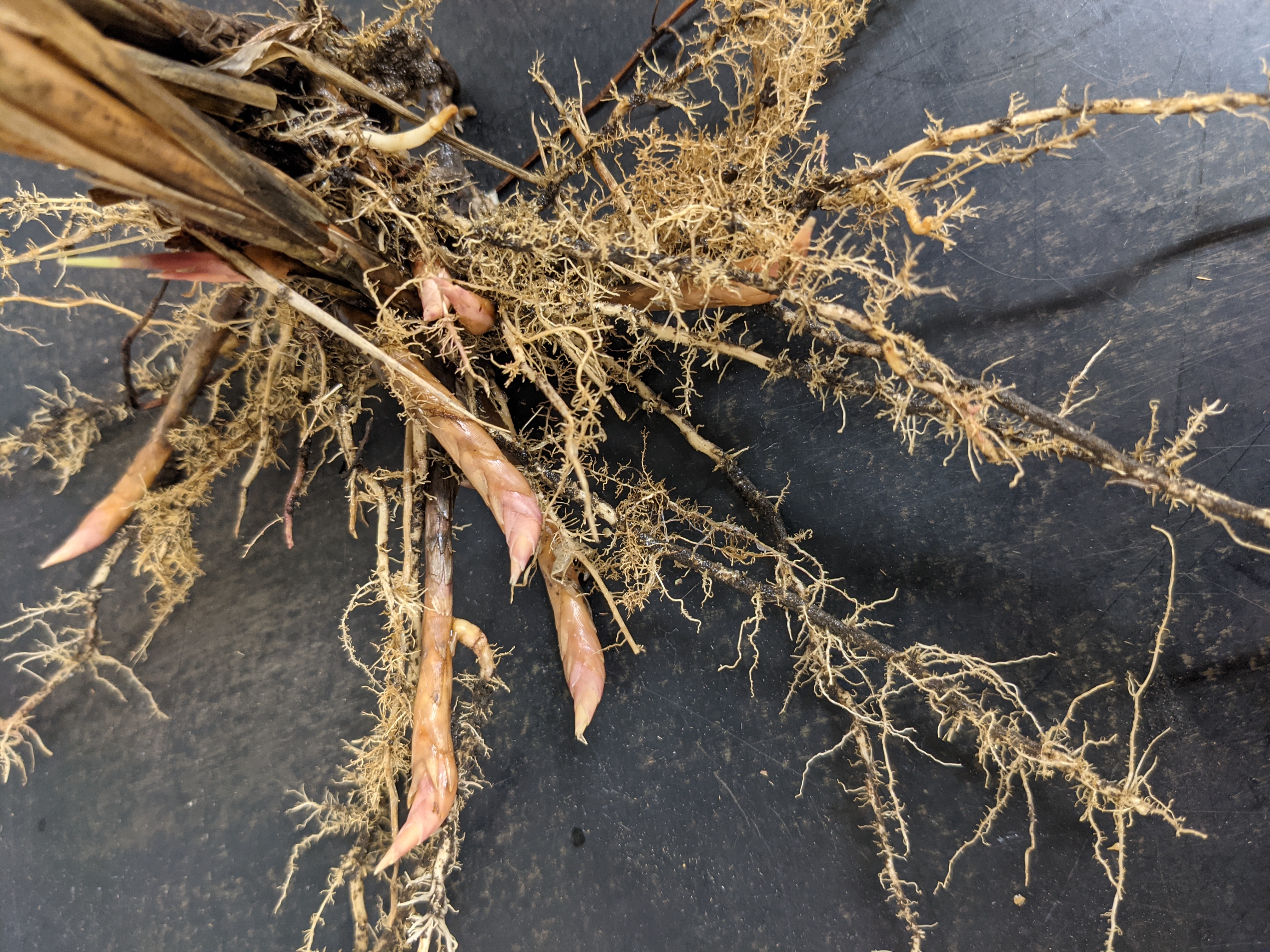 Spartina pectinata (prairie cordgrass) rhizomes