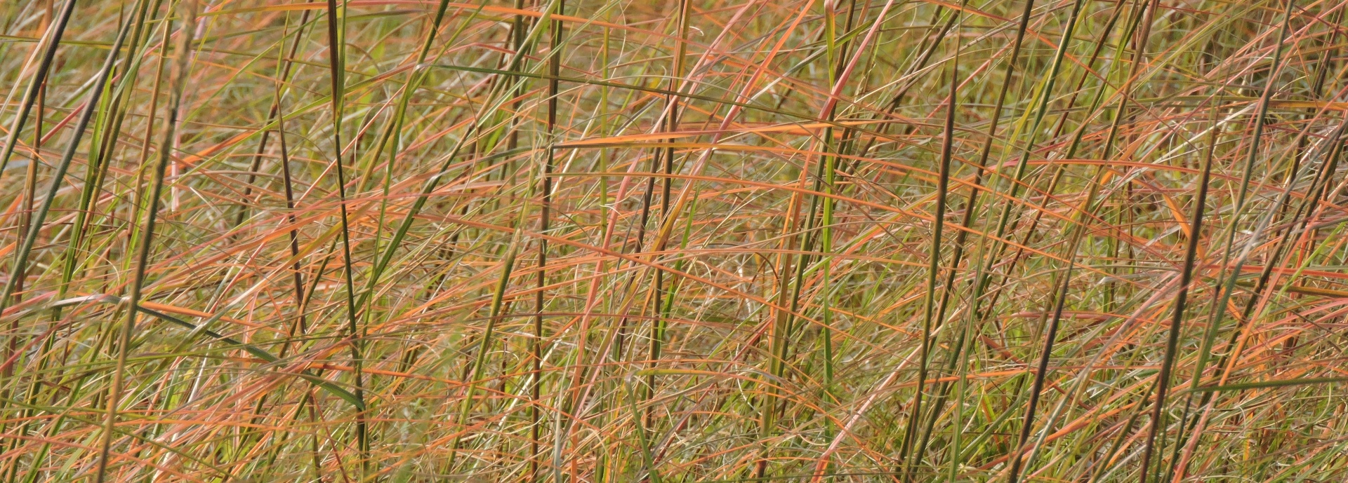 Sporobolus compositus (composite dropseed) header image