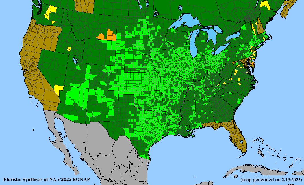 Sporobolus compositus (composite dropseed) BONAP map