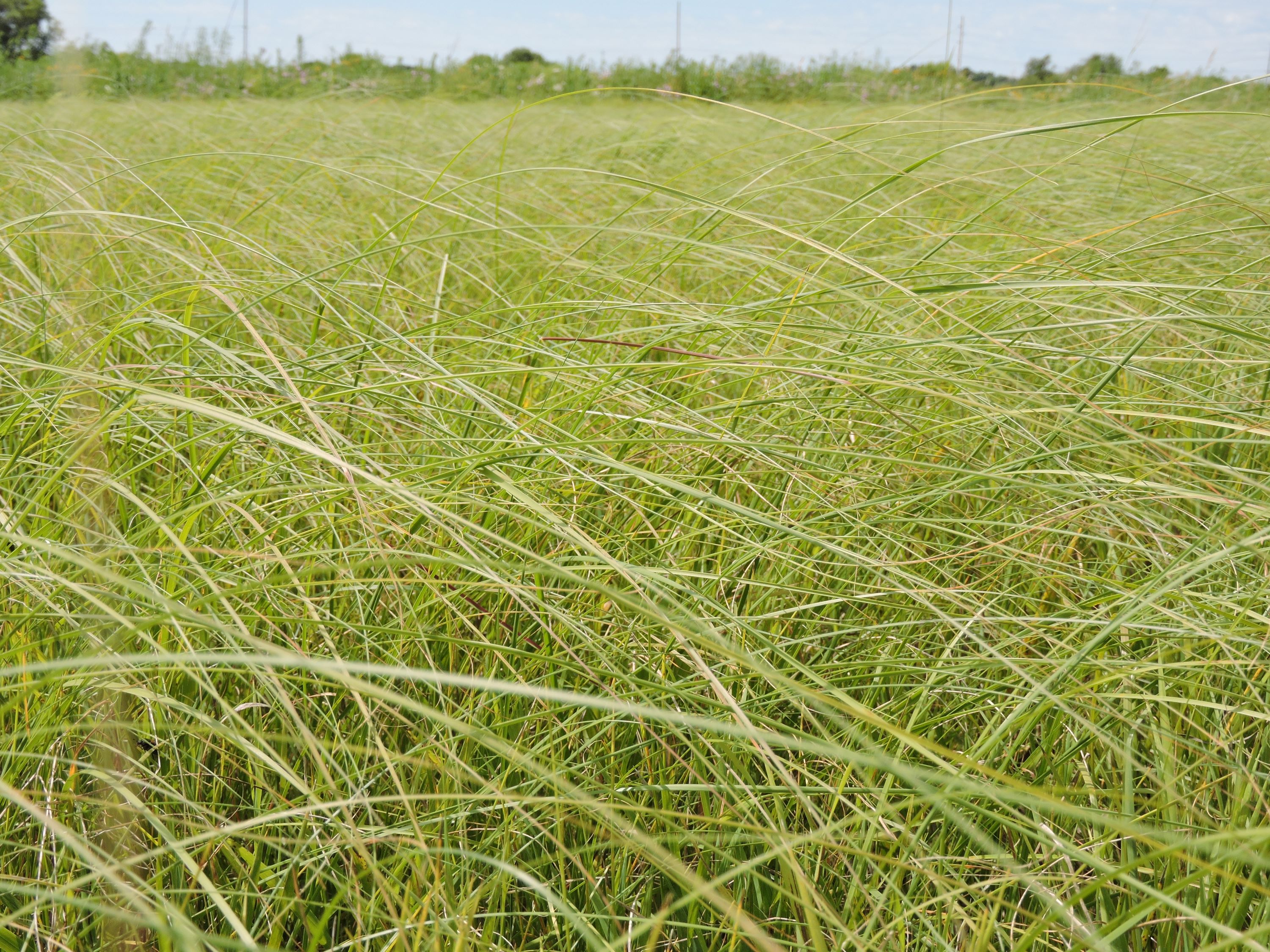 Sporobolus compositus (composite dropseed) whole picture