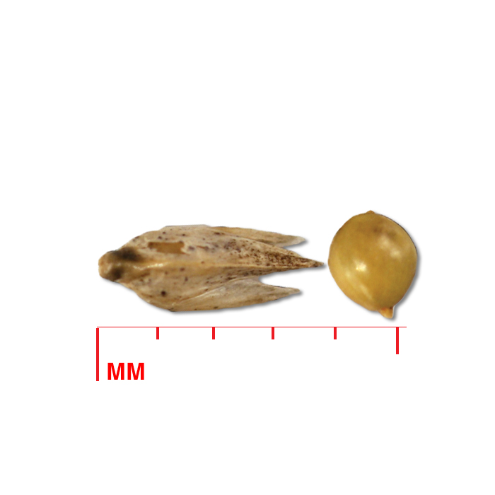 Sporobolus heterolepis (prairie dropseed) seed