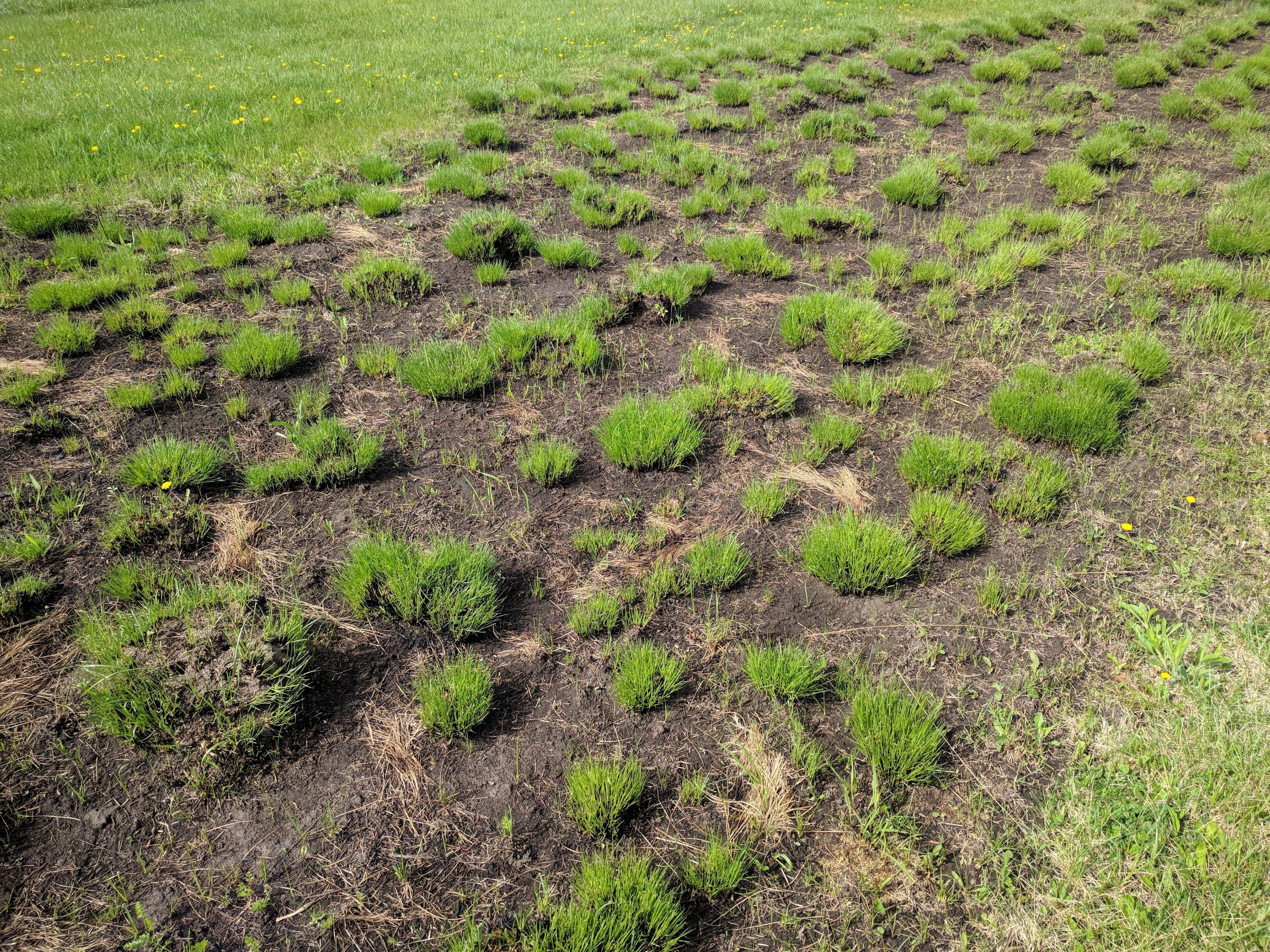 Sporobolus heterolepis (prairie dropseed) growth form