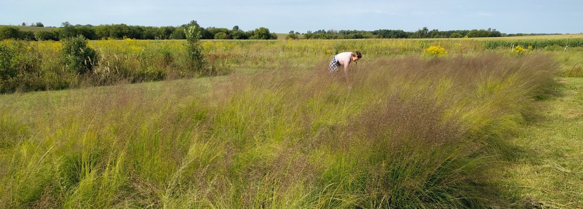 Sporobolus heterolepis (prairie dropseed) header image