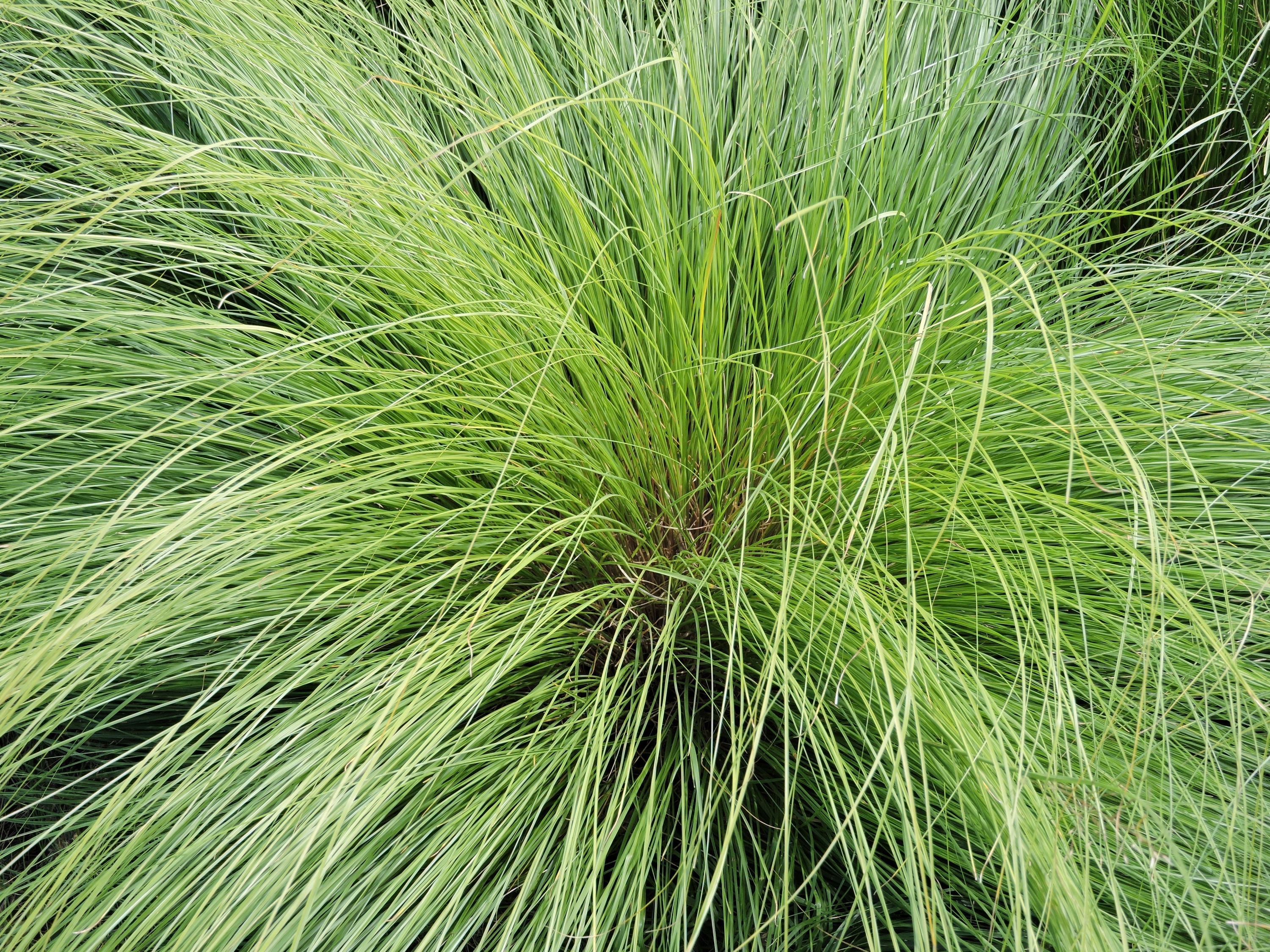 Sporobolus heterolepis (prairie dropseed) leaves
