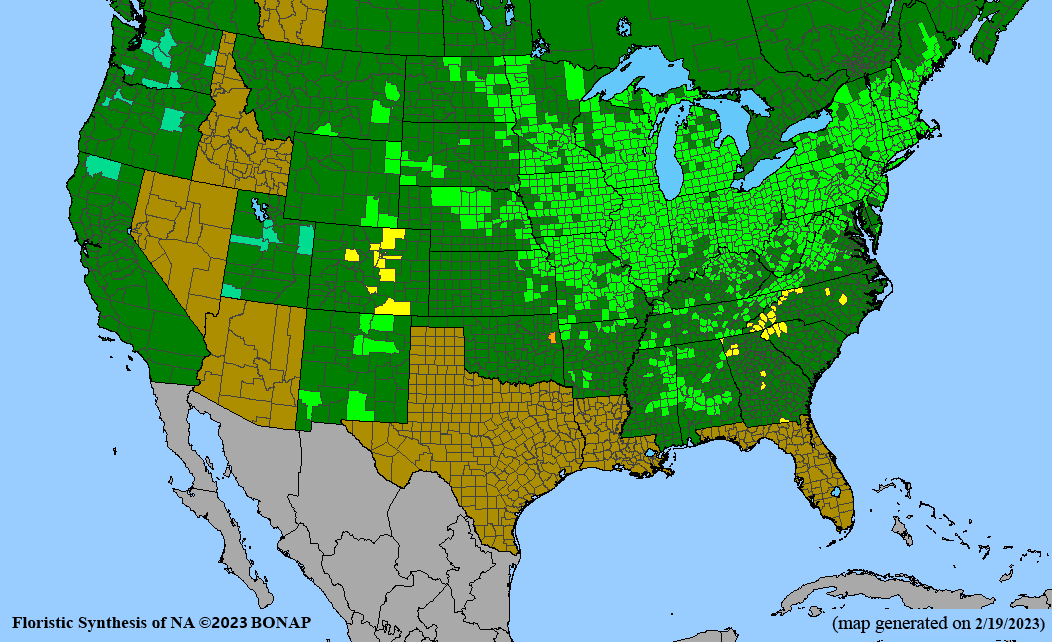 Symphyotrichum novae-angliae (New England aster) BONAP map
