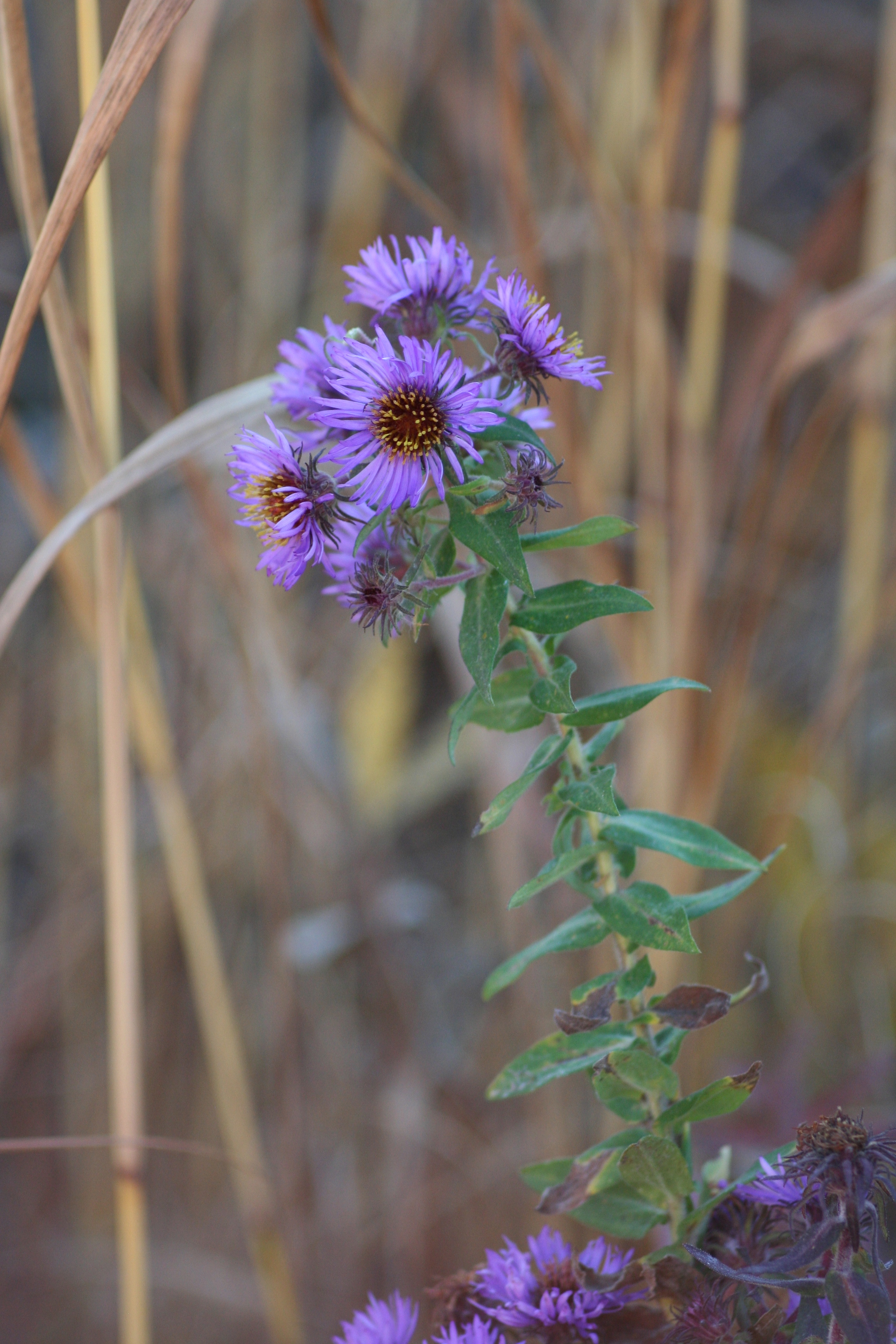 Symphyotrichum novae-angliae (New England aster) whole plant