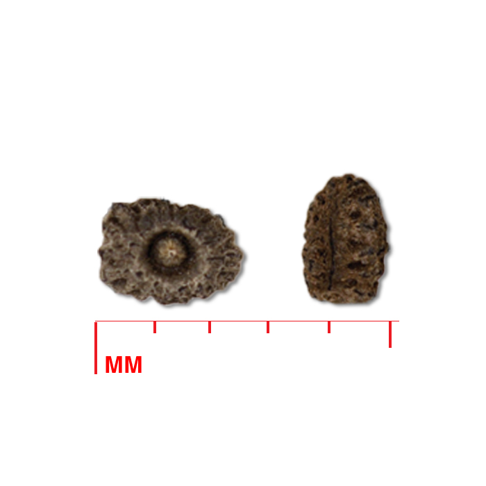 Tradescantia bracteata (longbract spiderwort) seed