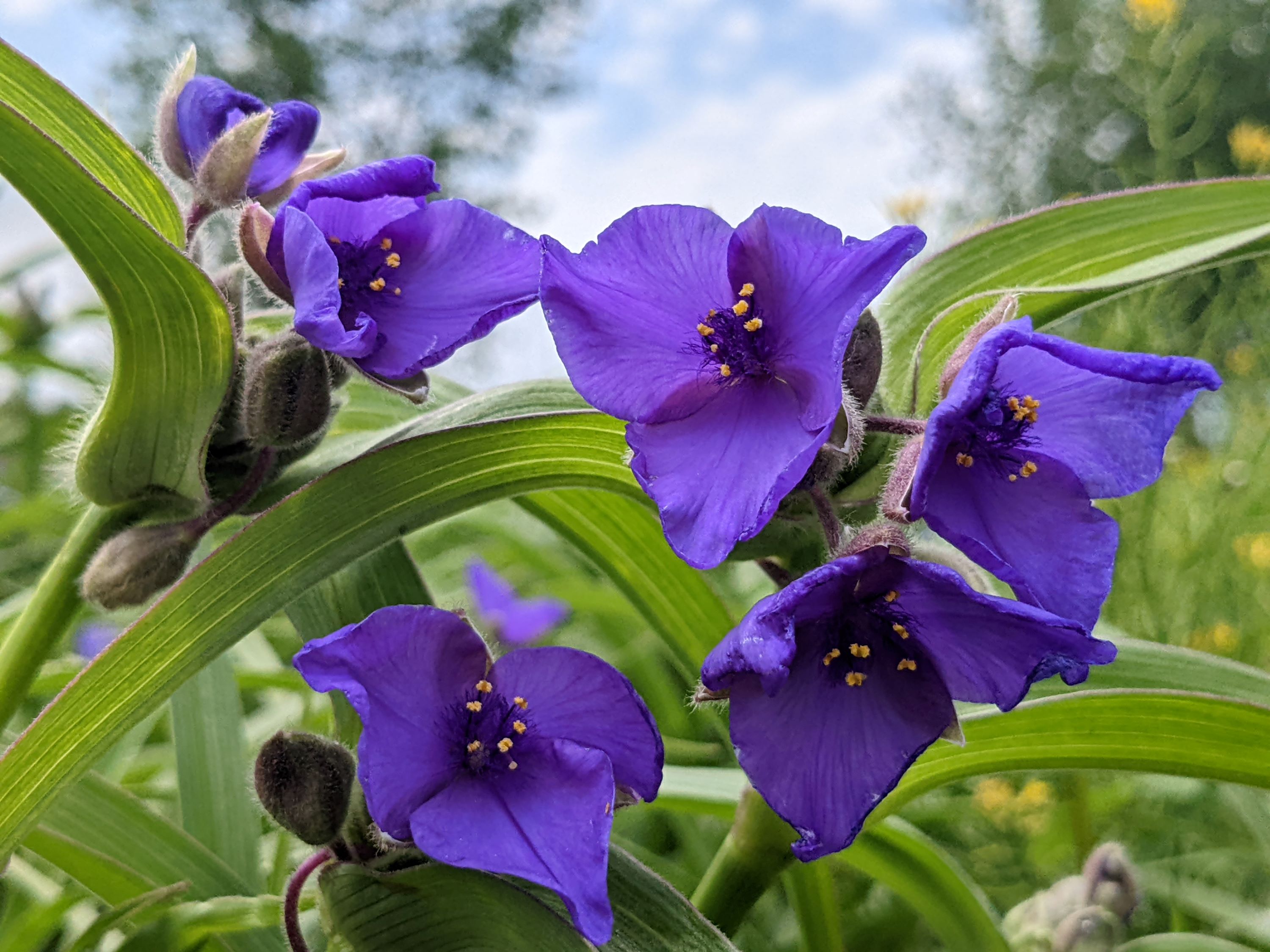 Tradescantia bracteata (longbract spiderwort) flower