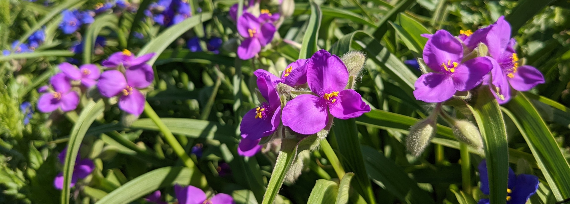 Tradescantia bracteata (longbract spiderwort) header image