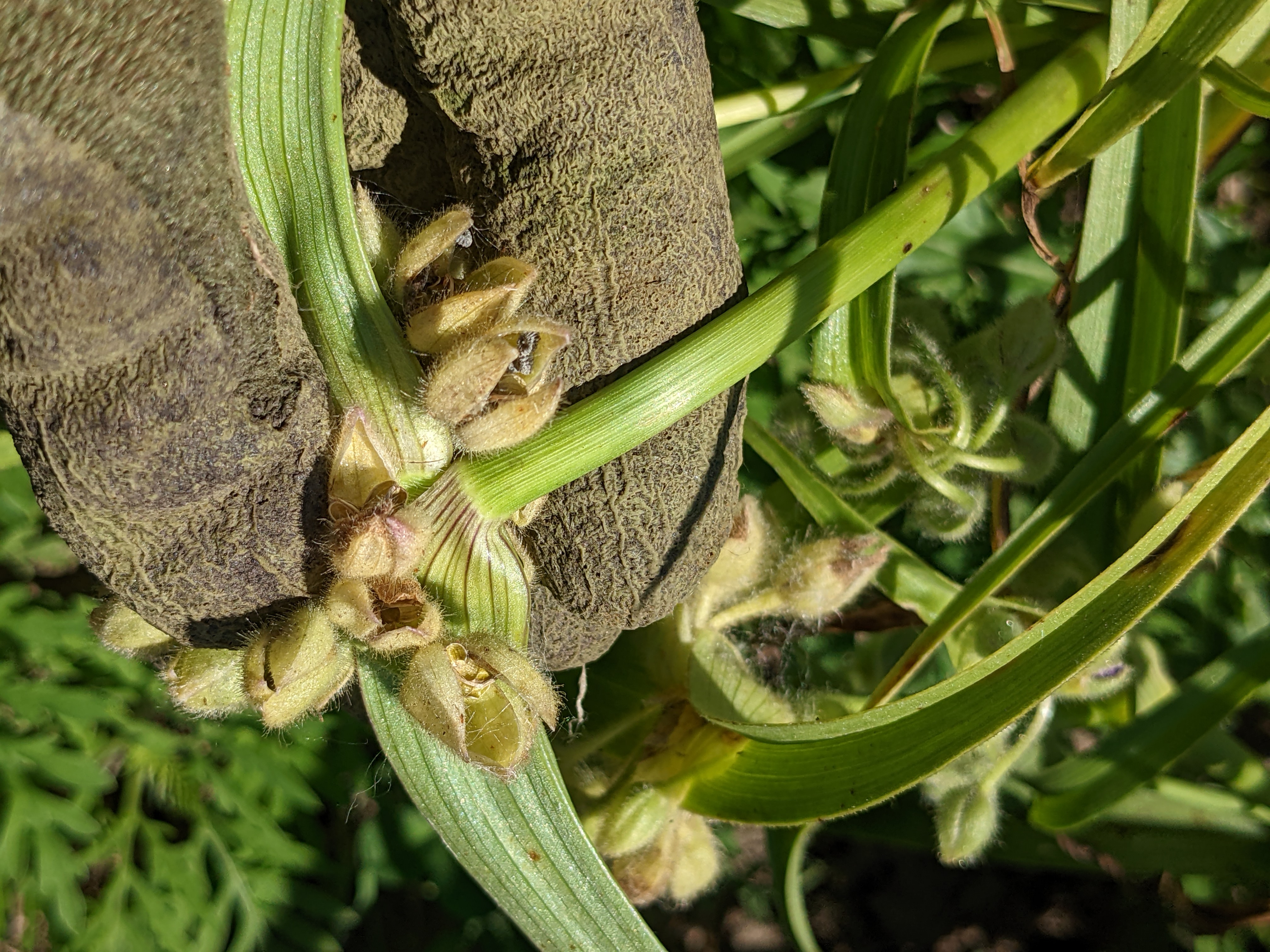 Tradescantia bracteata (longbract spiderwort) seedhead