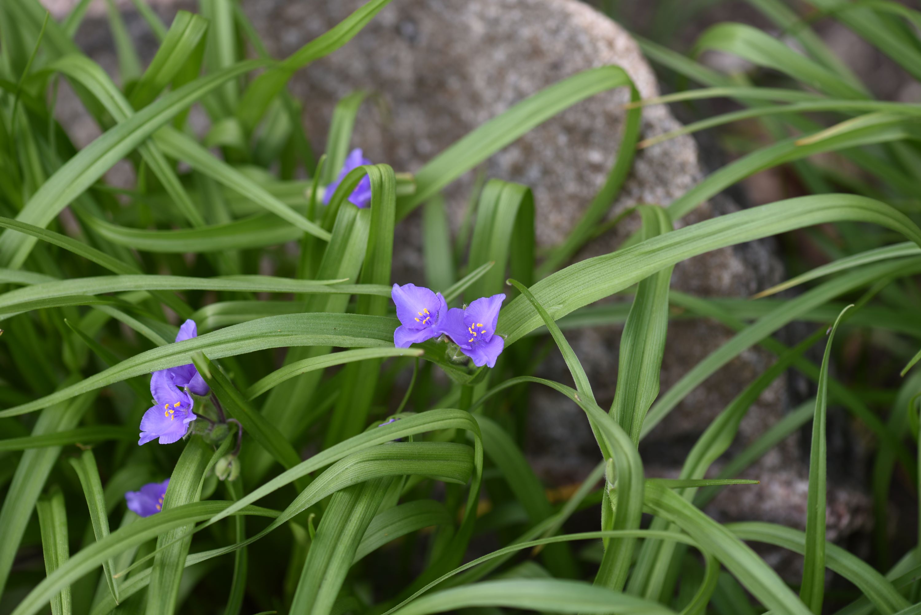 Tradescantia bracteata (longbract spiderwort) whole plant