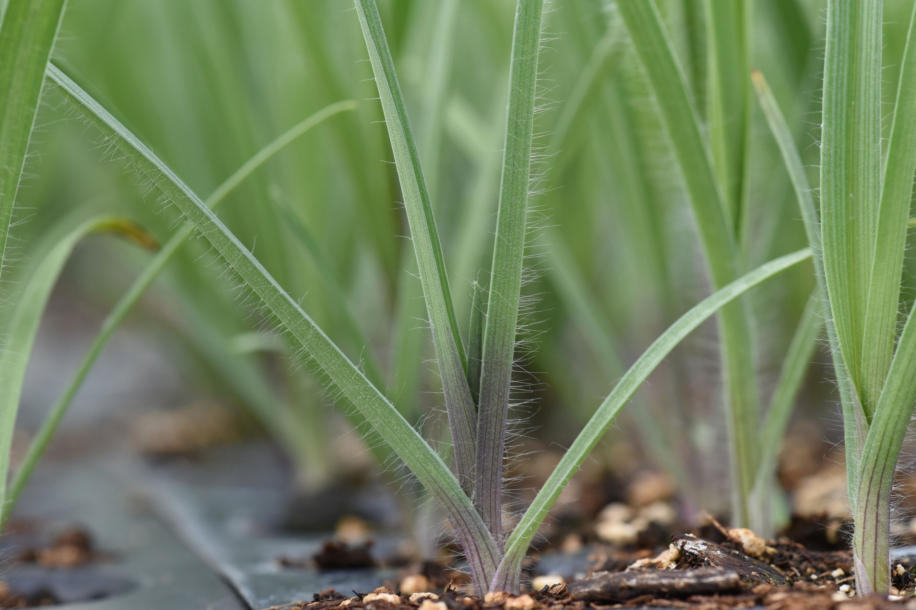 Tradescantia ohiensis (bluejacket) leaves