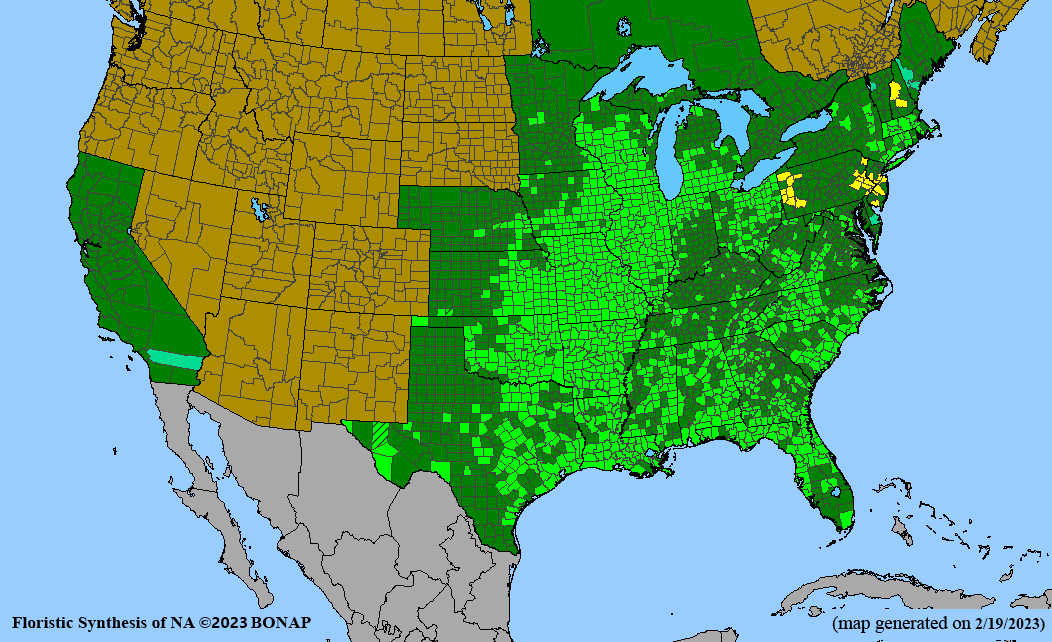 Tradescantia ohiensis (bluejacket) BONAP map