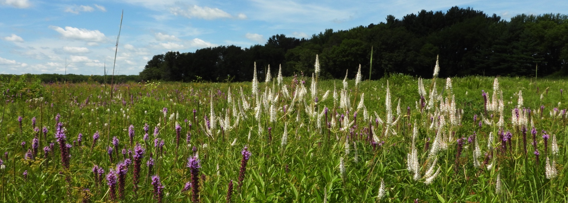 Veronicastrum virginicum (culvers root) header image