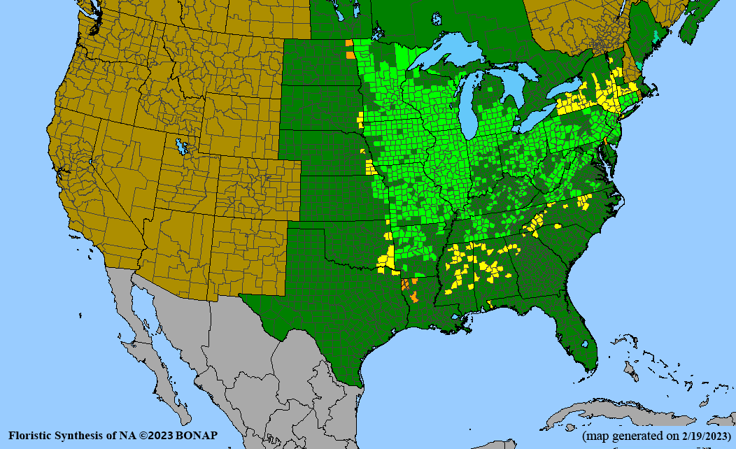 Veronicastrum virginicum (culvers root) BONAP map
