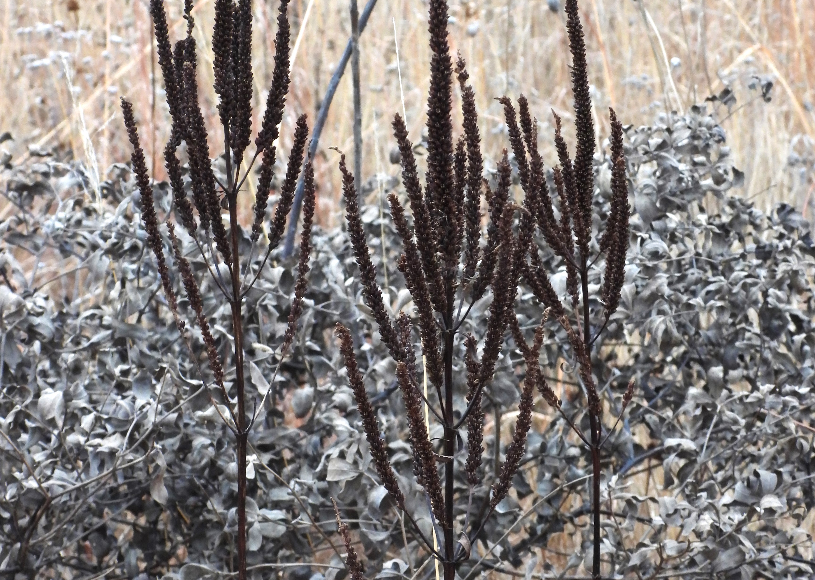 Veronicastrum virginicum (culvers root) seed head