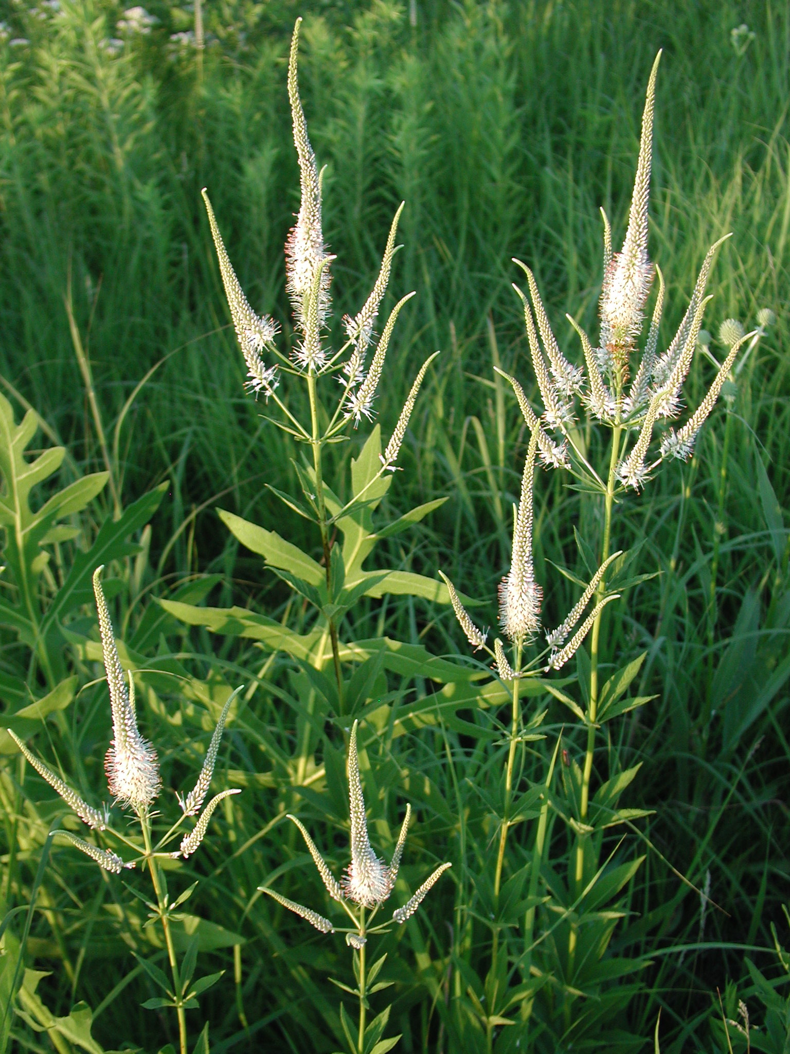 Veronicastrum virginicum (culvers root) whole plant