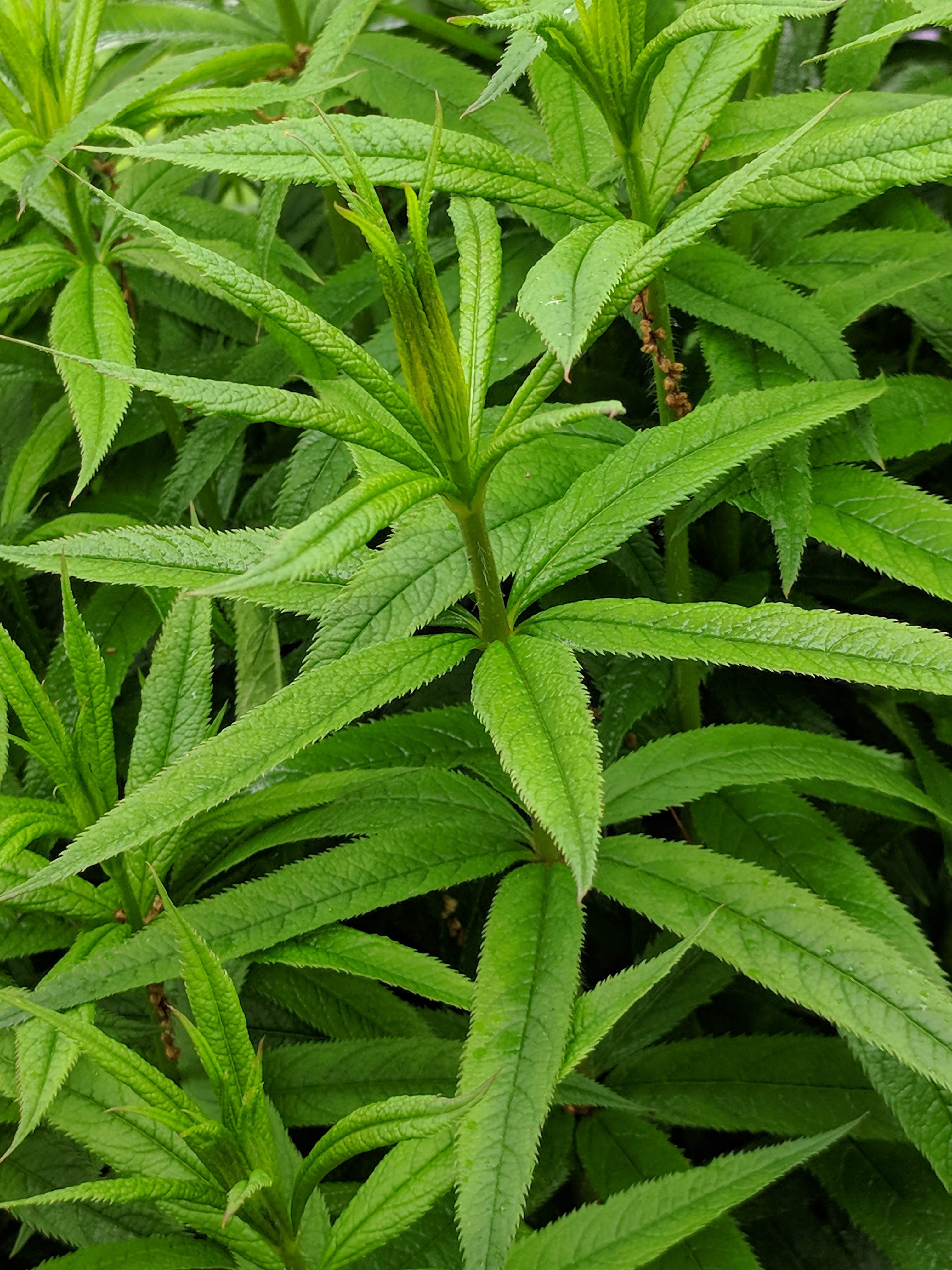 Veronicastrum virginicum (culvers root) leaves